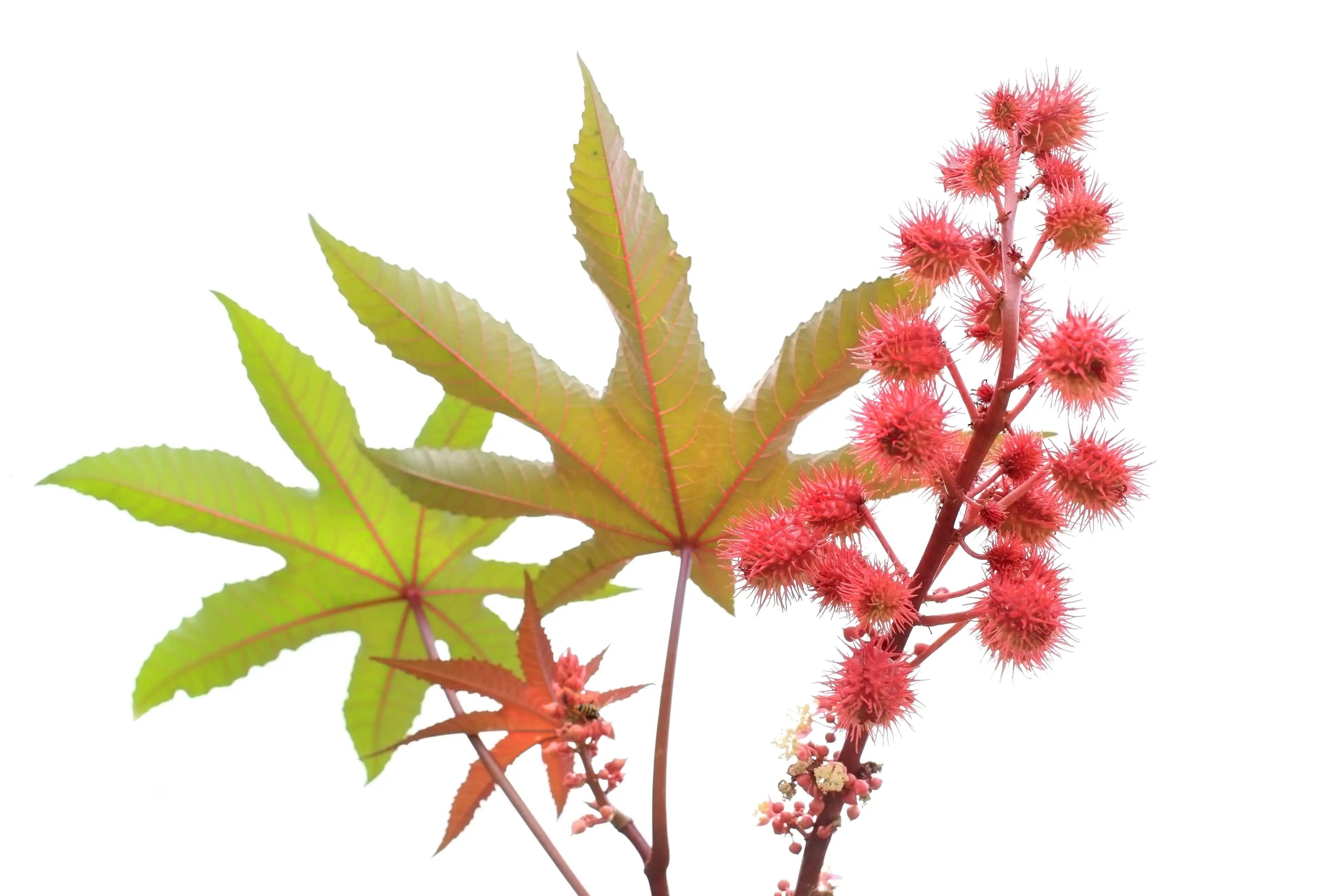 Ricin - found in castor beans - is far more deadly (Getty Stock Images/ Narcisa) 