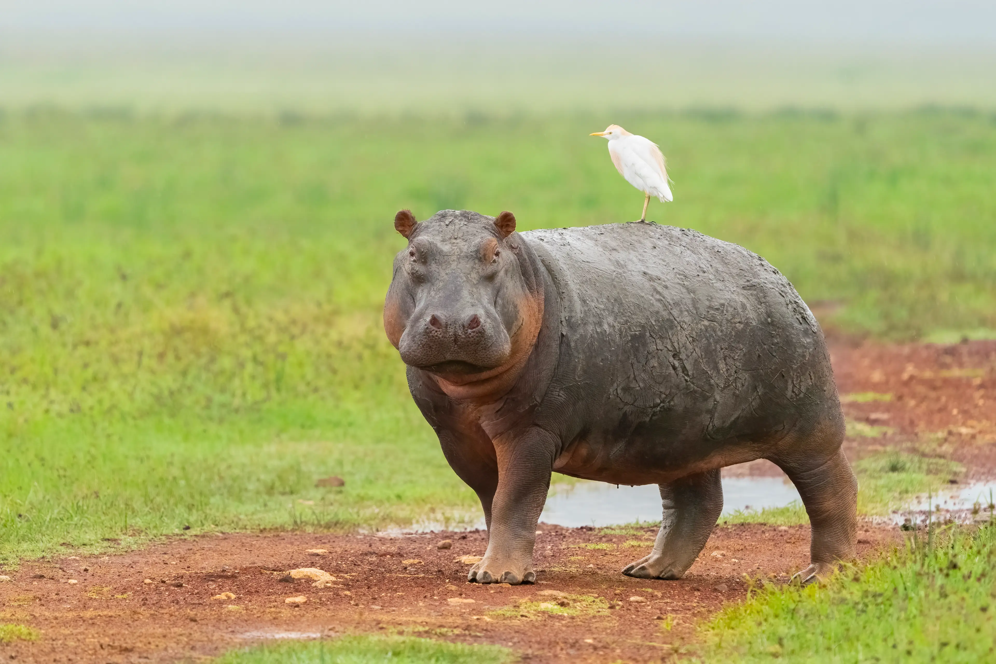 Hippos are very dangerous to be around (Getty Stock Images)