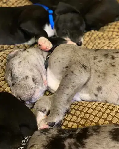 Britany Davis first got Zeus when he was eight weeks old.