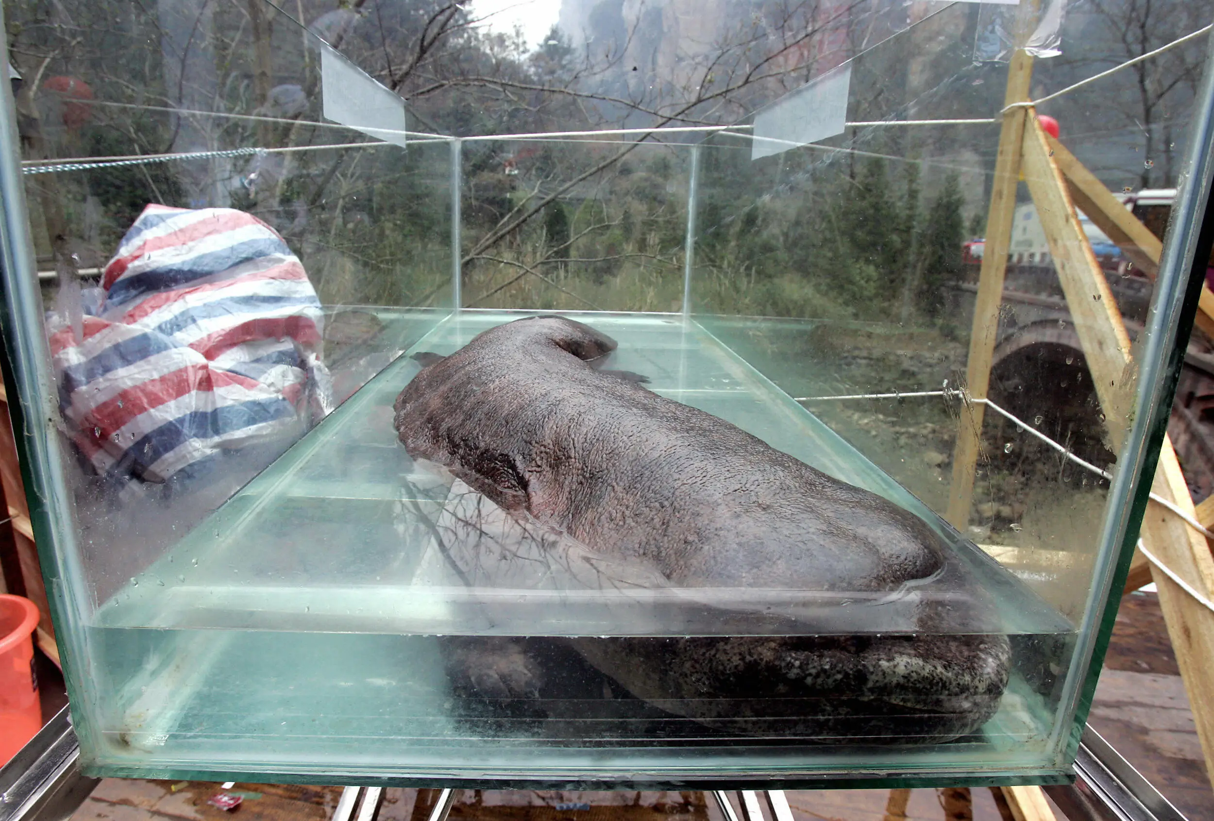Scientists are hoping their discovery will help better conserve Chinese giant salamanders (GOH CHAI HIN/AFP via Getty Images)
