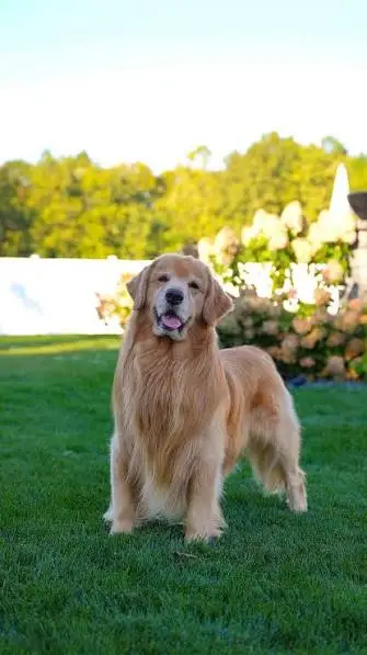 The friendly retriever was just eight years old. (@tuckerbudzyn/Instagram)