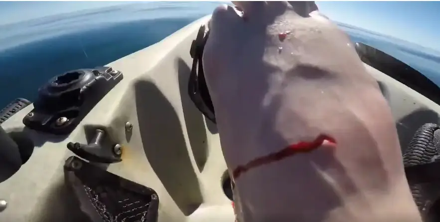 The fisherman was left with a hole in his foot from the shrimp's powerful punch.