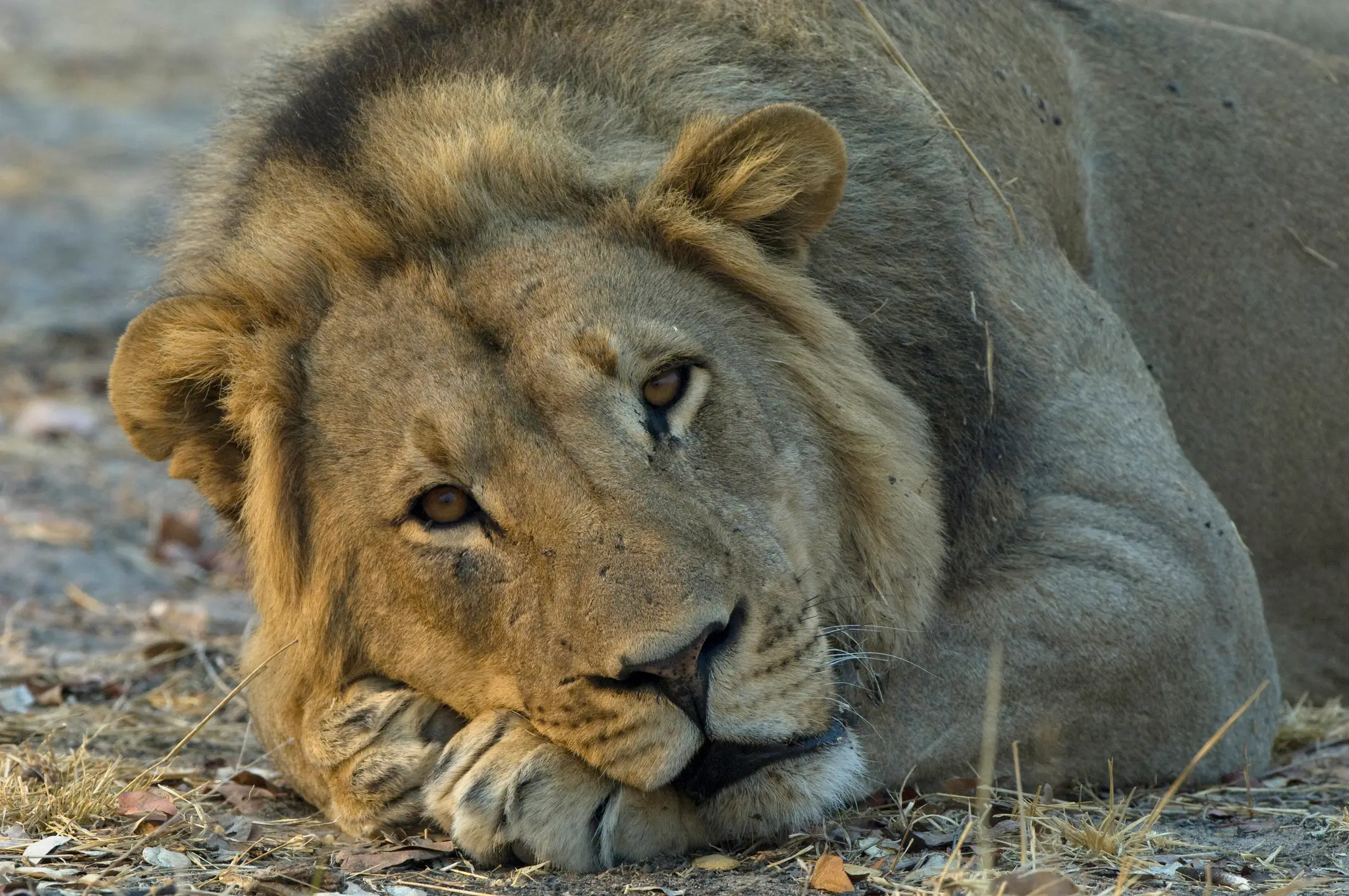 A lion seen resting at Hwange National Park, Zimbabwe (Christopher Scott/Getty Stock Image)