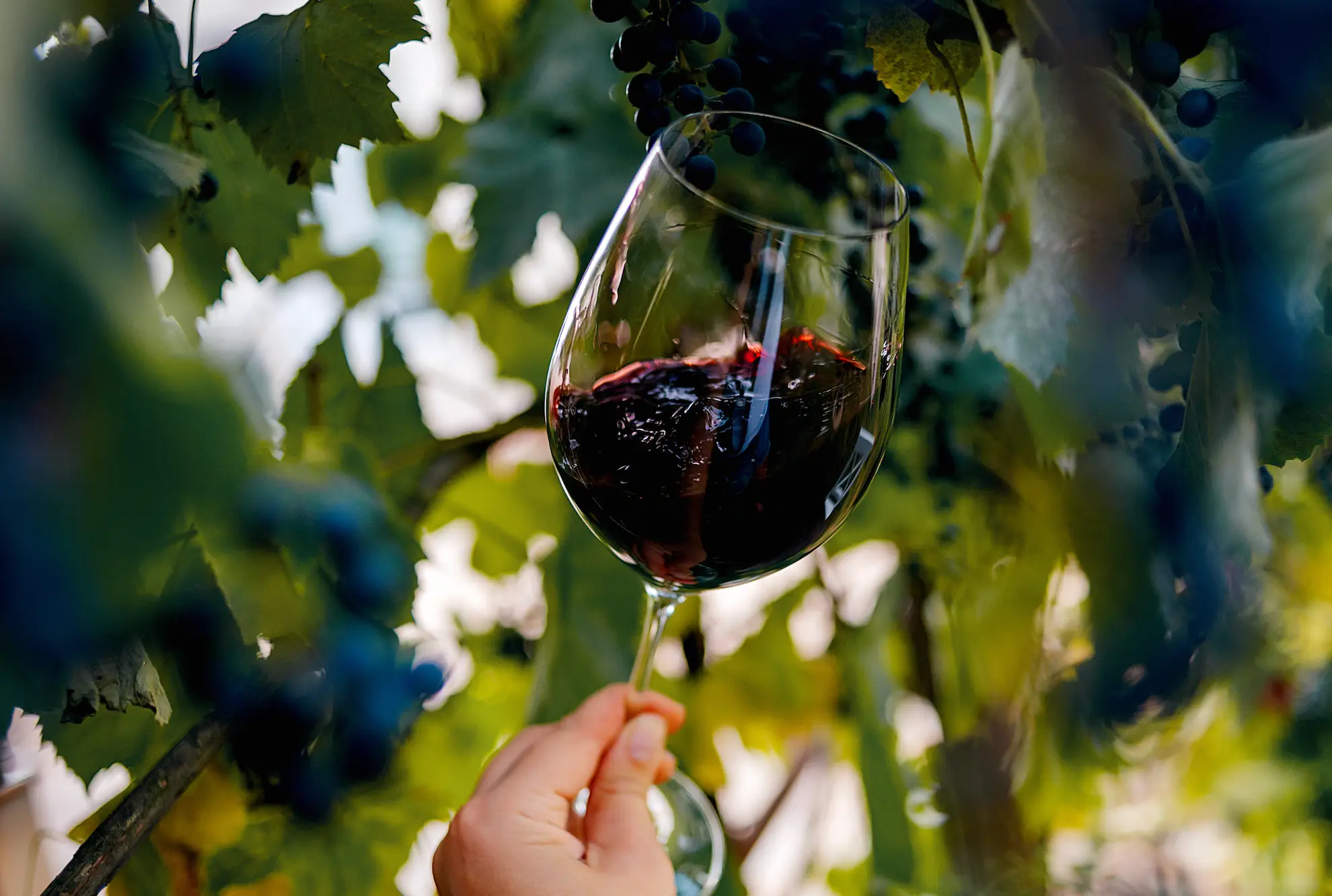 The important word here is moderation (Getty Stock Images/Yuilia Kokosha) 