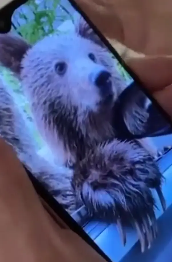 The two women were trying to get good photographs of the bears. (X/ @STVNews) 