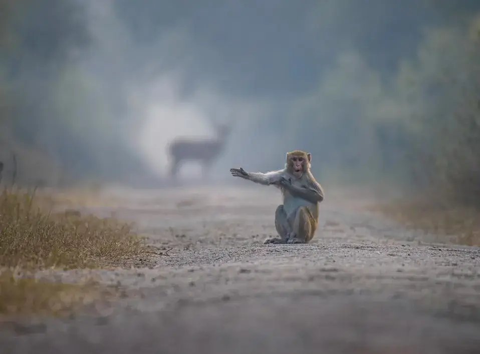 Hitch-hiking monkey.