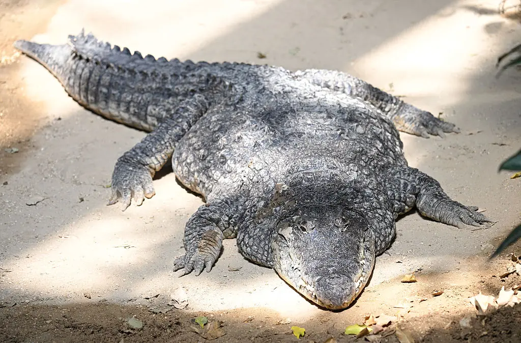 Crocodiles are typically much more aggressive than alligators (Photo by Massimo Insabato/Archivio Massimo Insabato/Mondadori Portfolio via Getty Images)