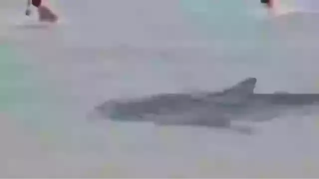 Visitors have been known to aggravate the sharks (X)