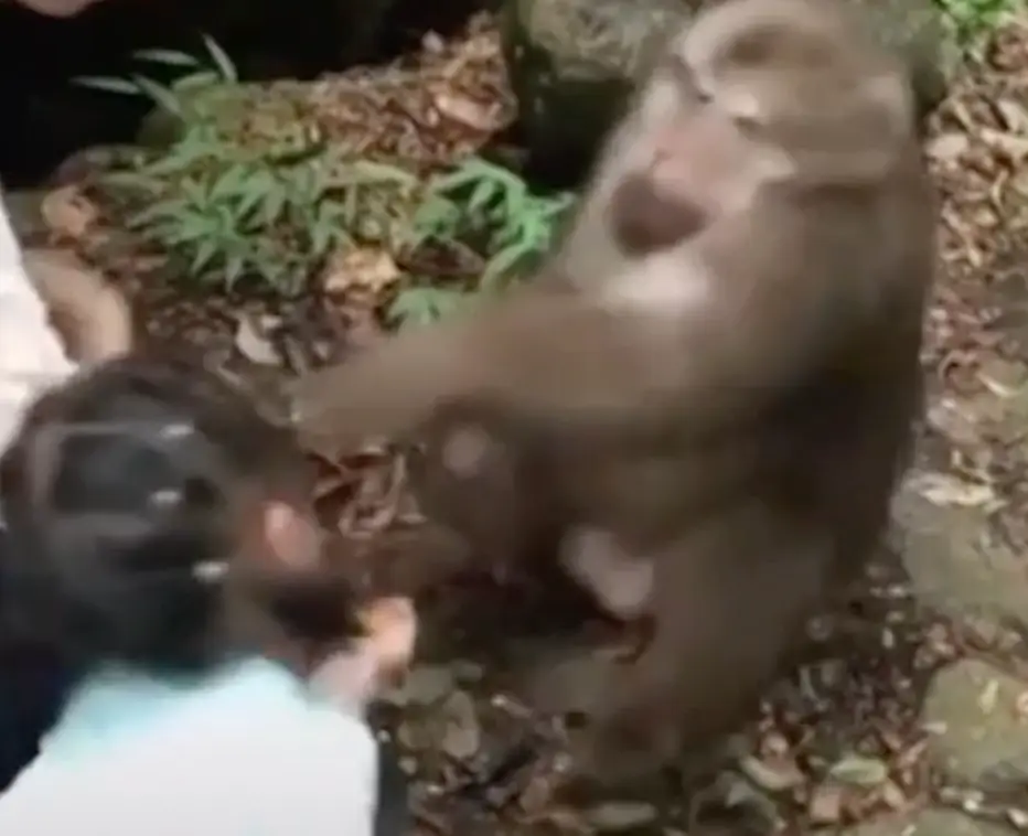 Monkeys don't mess around when it comes to food. (Asiawire)