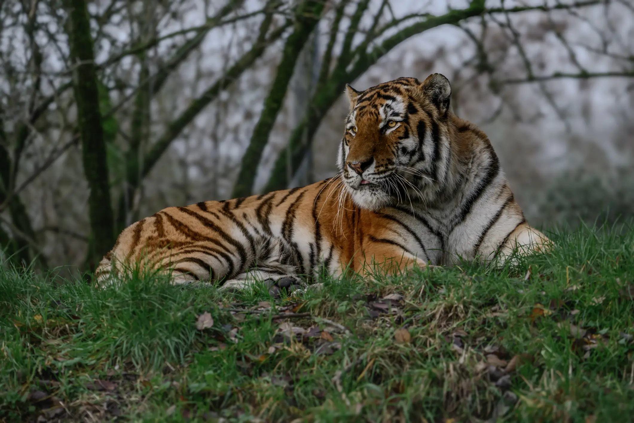Police said a tiger attacked the man in the enclosure (Getty Stock)