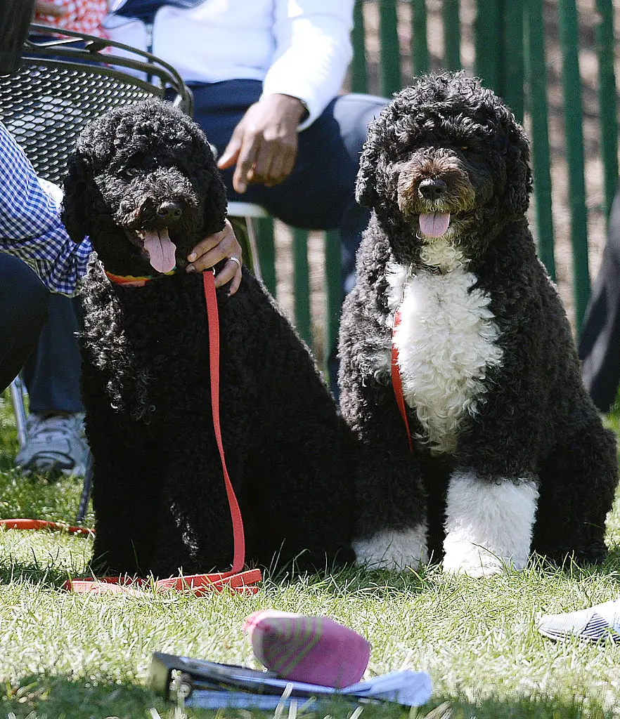 Obama had two dogs during his time as President, Sunny and Bo (ISP POOL IMAGES)/Corbis/VCG via Getty Images)