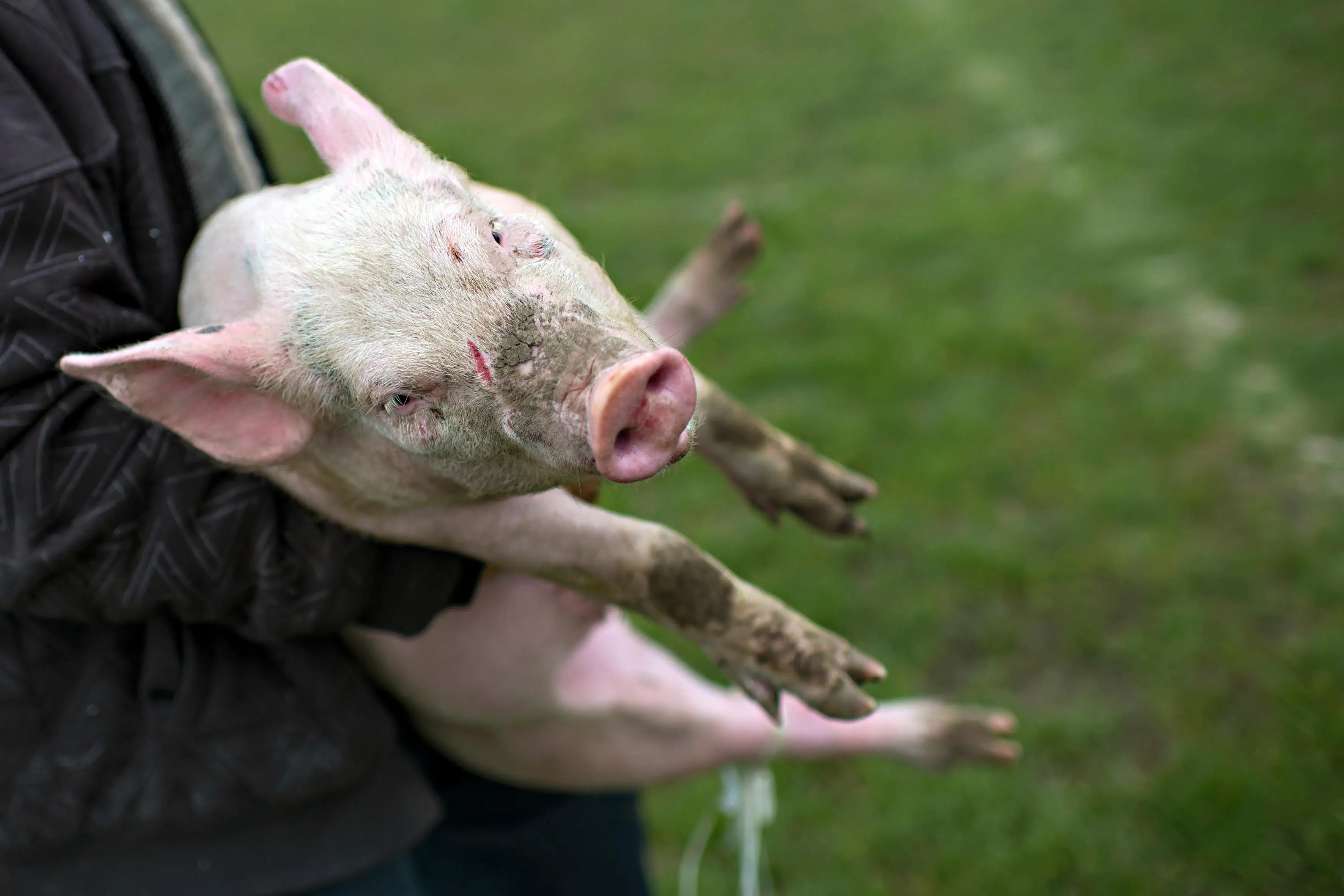 Pigs are one of the most popular livestock animals to eat.