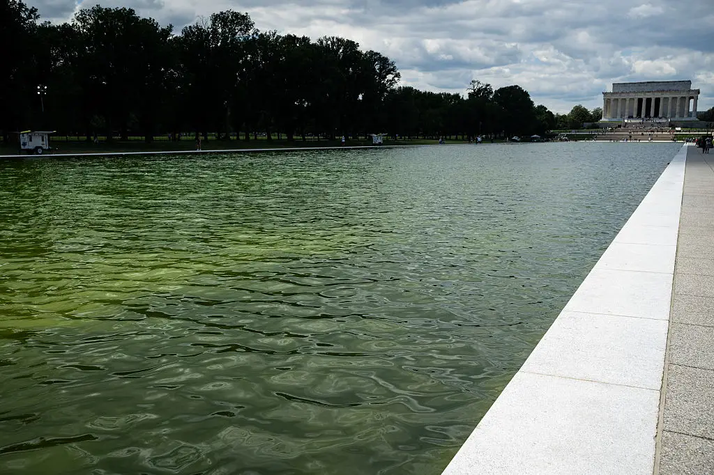 Following the United States' 250th anniversary, the pool turned green (Photographer: Graeme Sloan/Bloomberg via Getty Images)