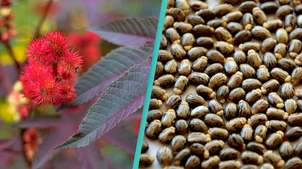 Getty Images/Eve Livesey/Miguel Sotomayor