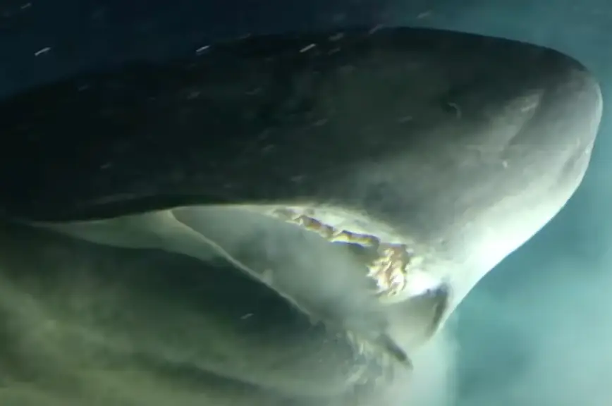 This isn't even the scary part of the video (Ocean X/YouTube)