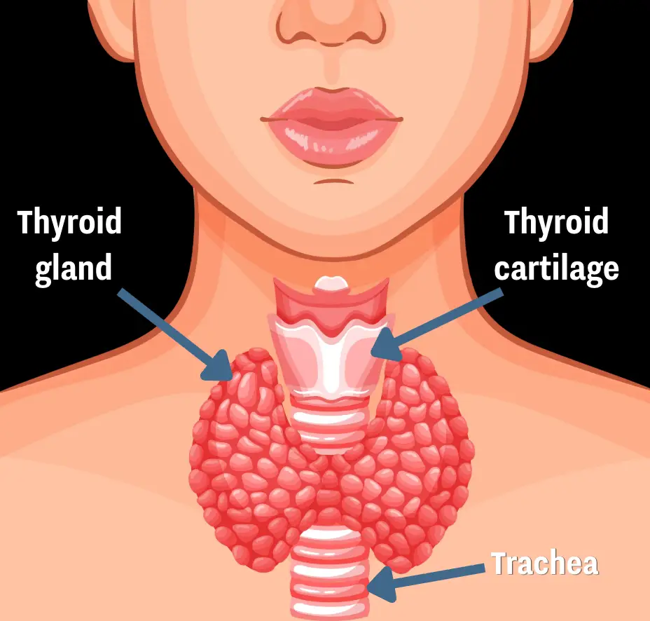 The thyroid is located at the front of your neck (UNILAD)