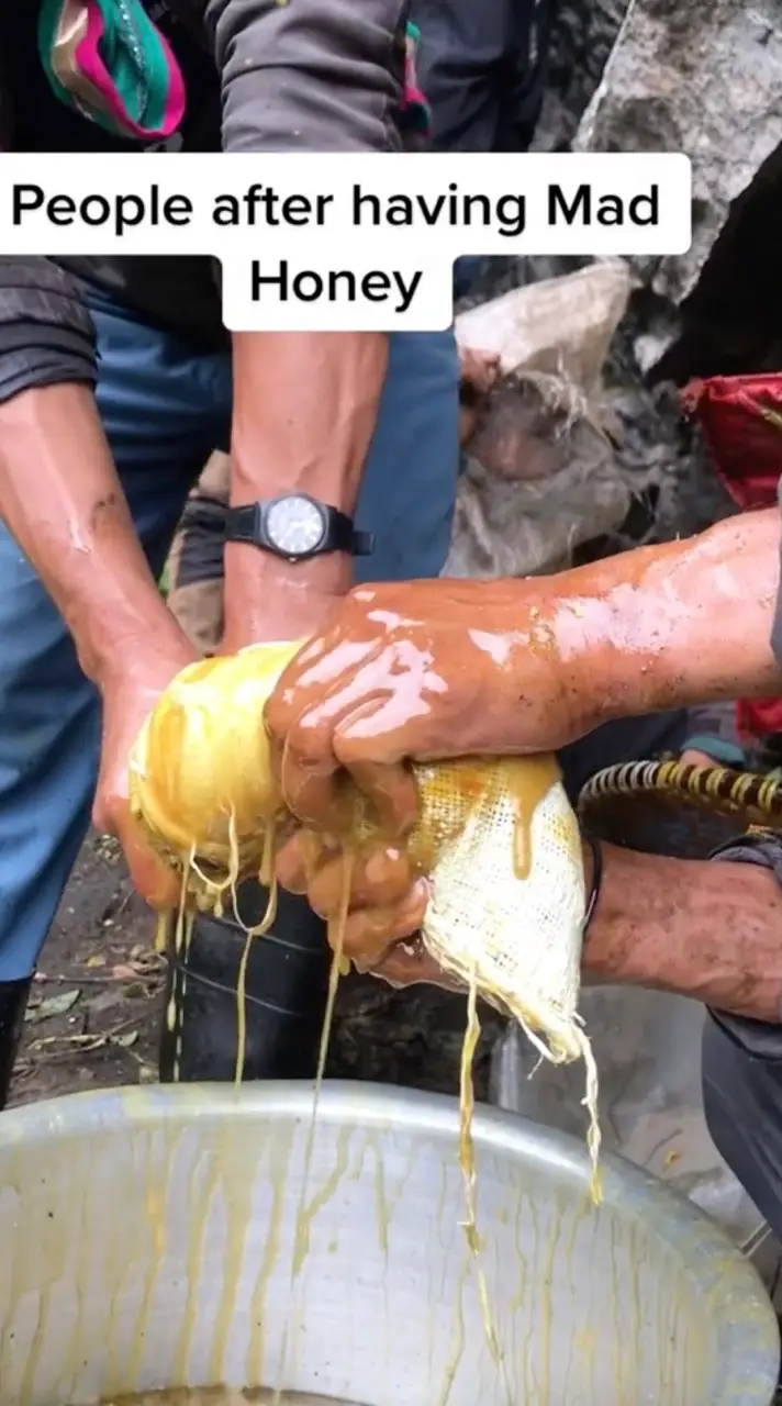 Different from traditional honey, the grayanotoxin-infused substance is one of the most expensive honey in the world, not to mention the deadliest, if untreated.