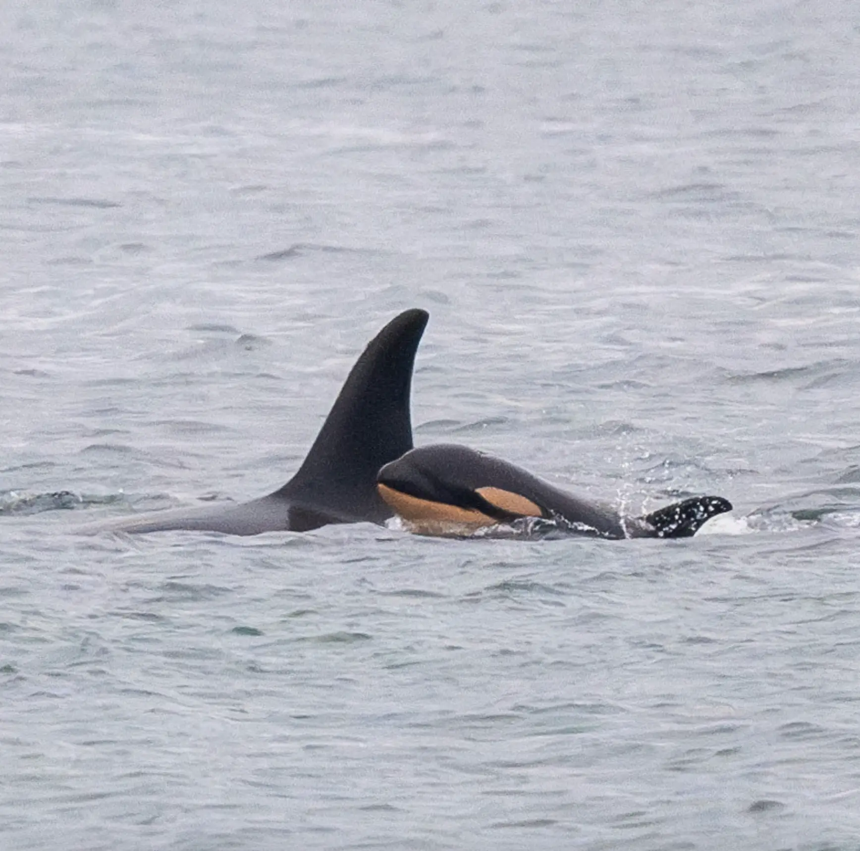 J61, born on December 20, with her mom J35 (Facebook/Center for Whale Research)