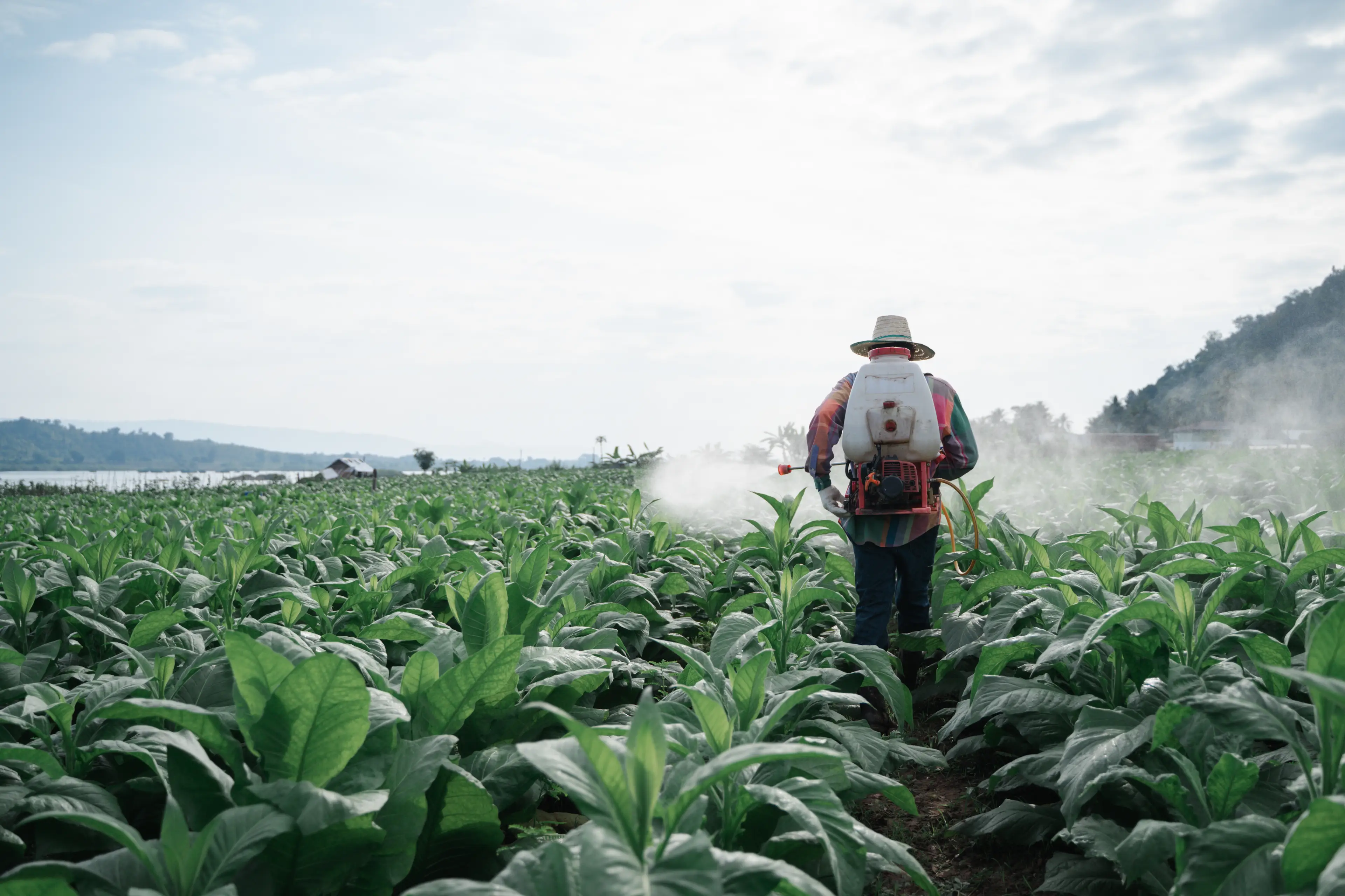 Not everyone agreed with the study's conclusions about pesticides being behind the rise in young people with lung cancer (Getty Stock Image)