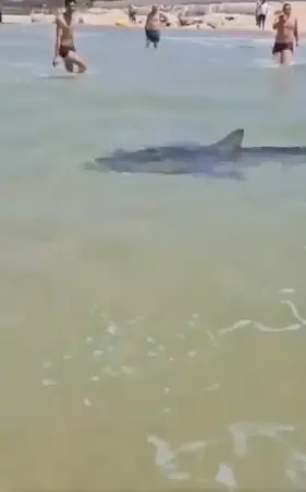 Sharks were caught on camera before the attack (X)