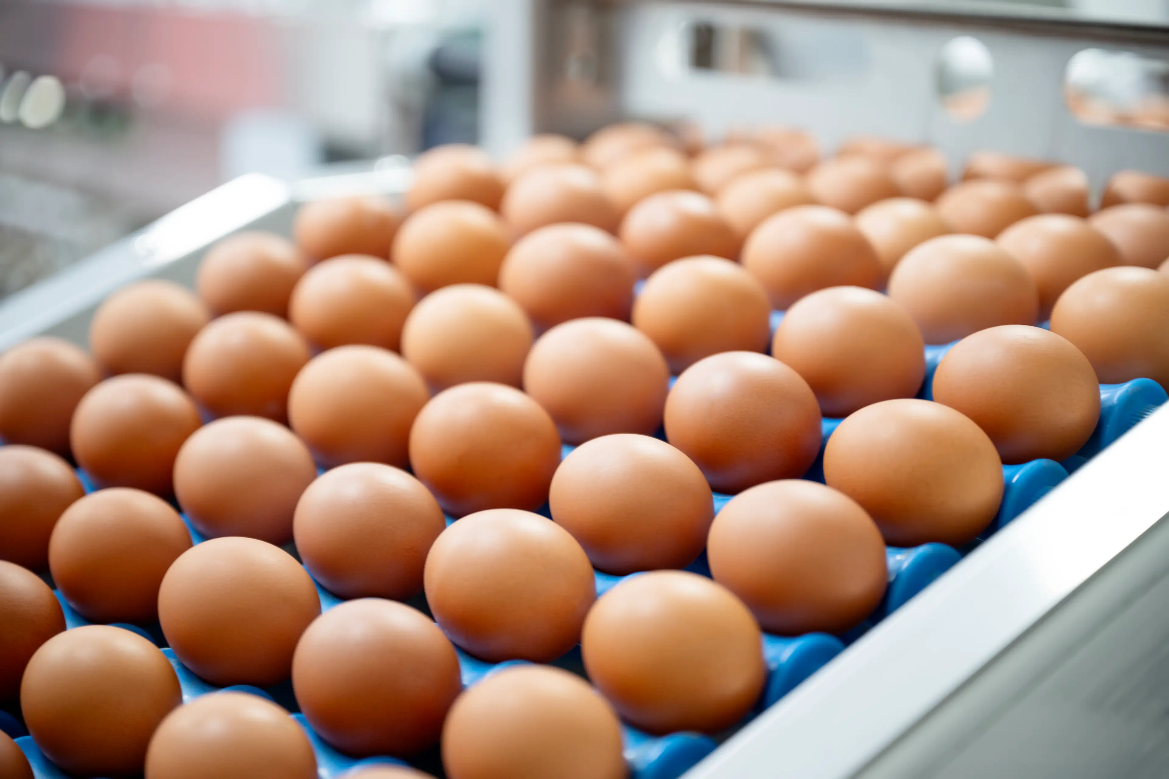 Trump maintains the claim that the price of eggs are low (Getty Stock Photo)