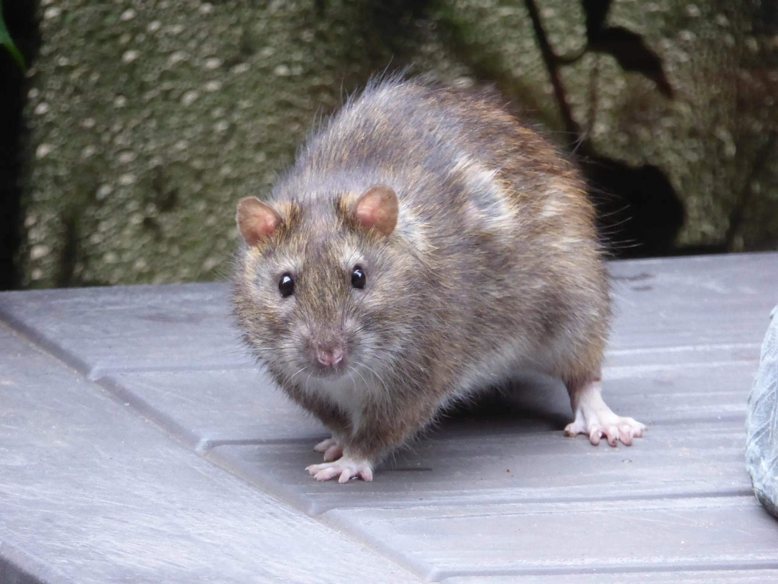Hantavirus is usually spread by rats (Getty Stock Image)