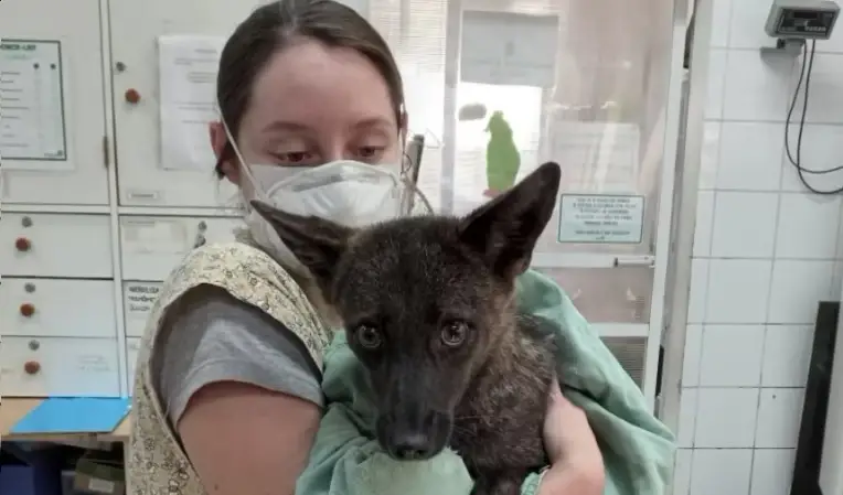 The cross between a dog and a fox was named a 'dogxim'.