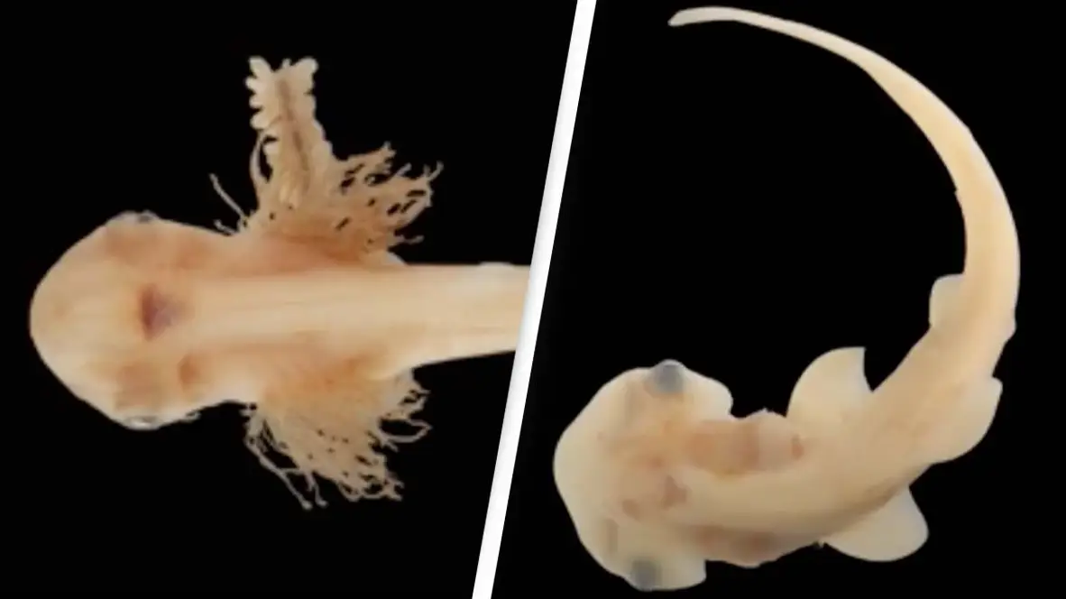 First-of-its-kind footage reveals how hammerhead shark gets its hammer