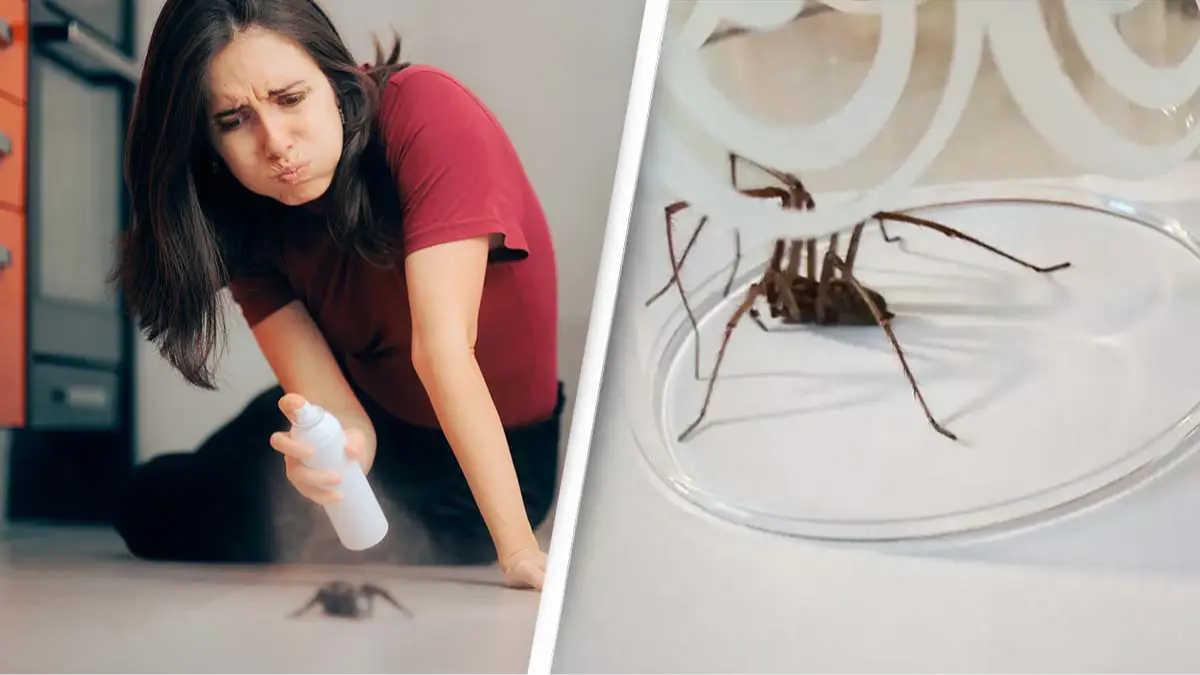Reason you should never kill a spider in your own home