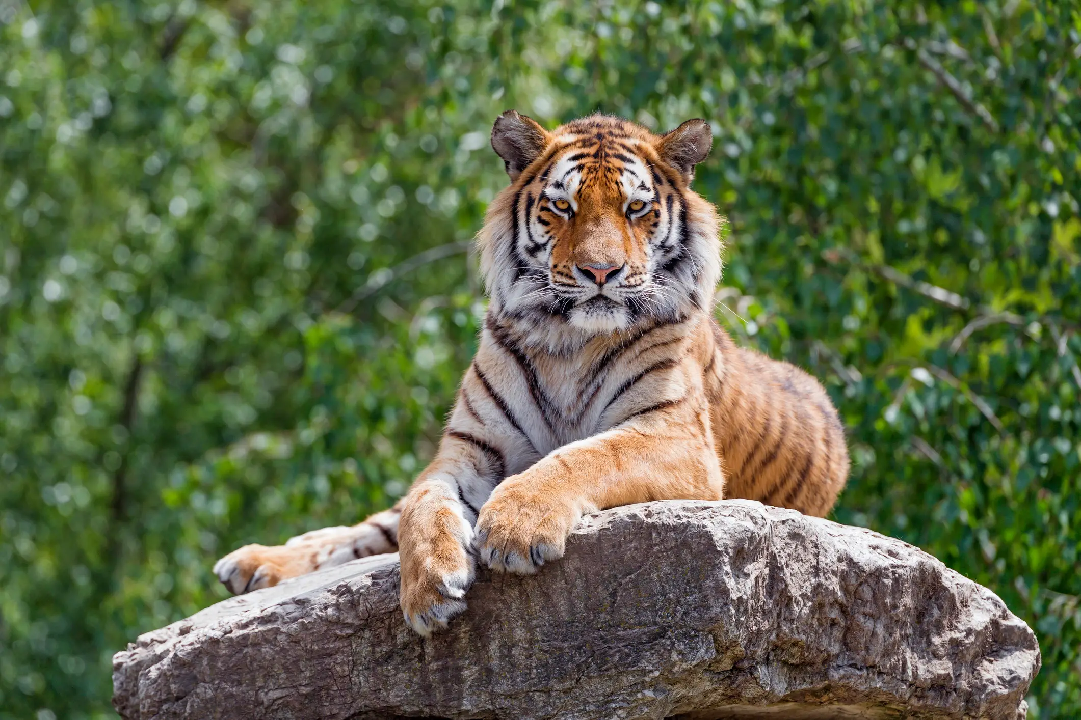 Yorkshire Wildlife Park is home to two Siberian tigers (Getty Stock)