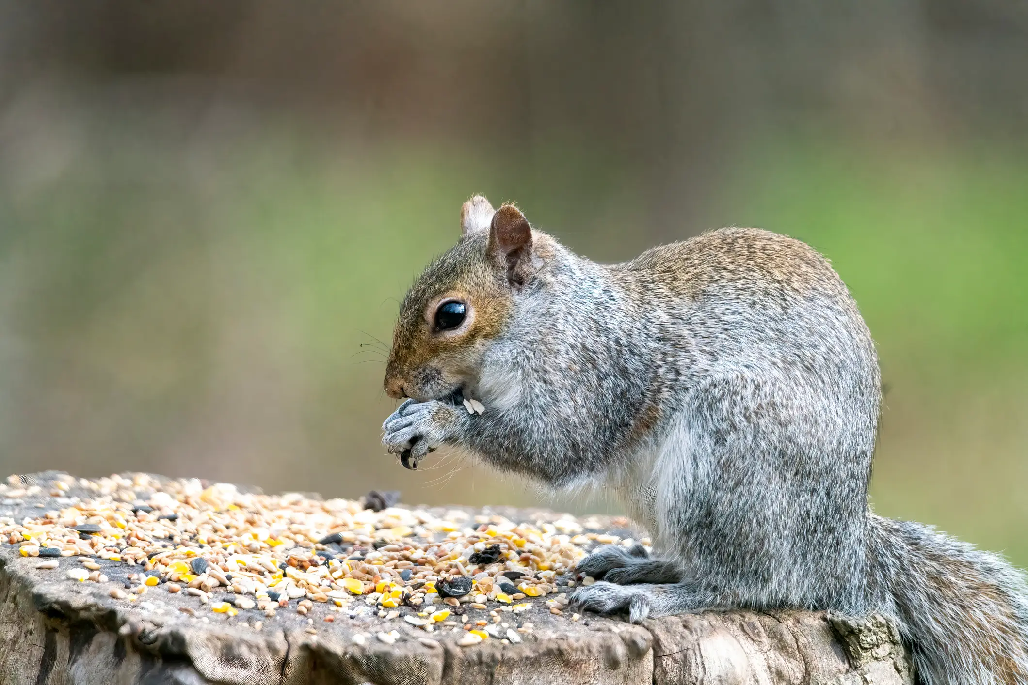 Experts warn feeders can become hotspots for spreading squirrel pox between animals (Alphotographic/Getty Images)
