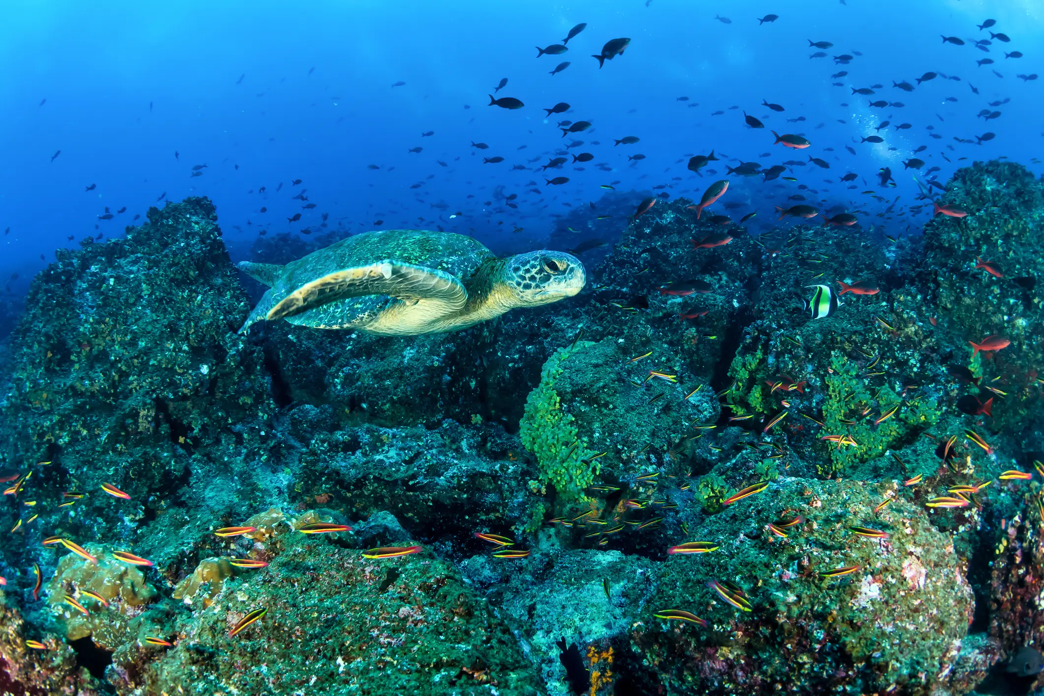 Julie Cole's team analyzed coral from a reef in the Galápagos Islands (Getty Stock)
