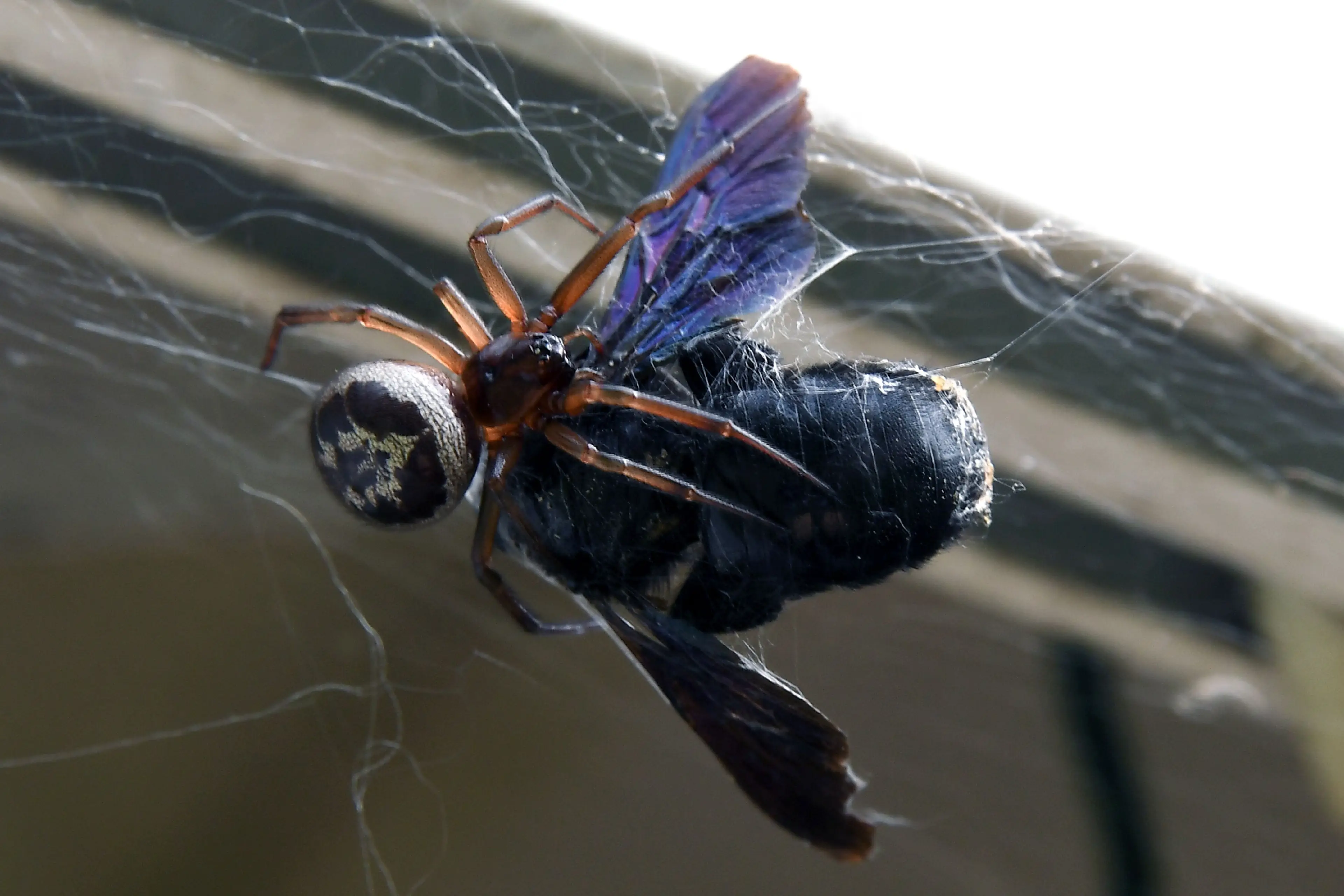 It's believed he was bitten by a noble false widow spider (PASCAL PAVANI/AFP via Getty Images)