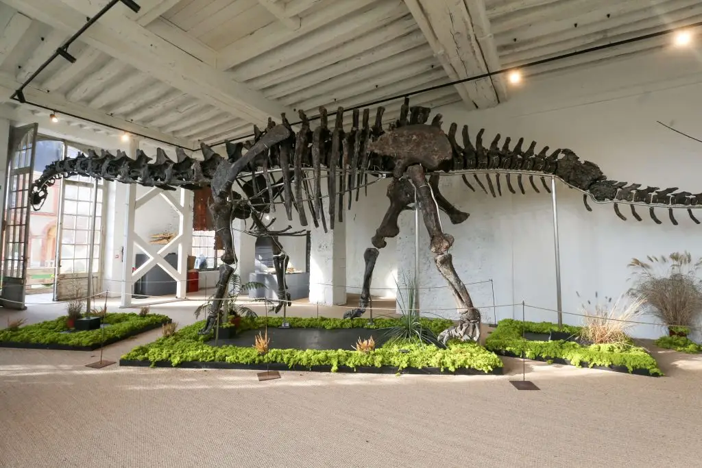 The 22-ton dinosaur skeleton is has almost all its bones (Michel Stoupak/NurPhoto via Getty Images)