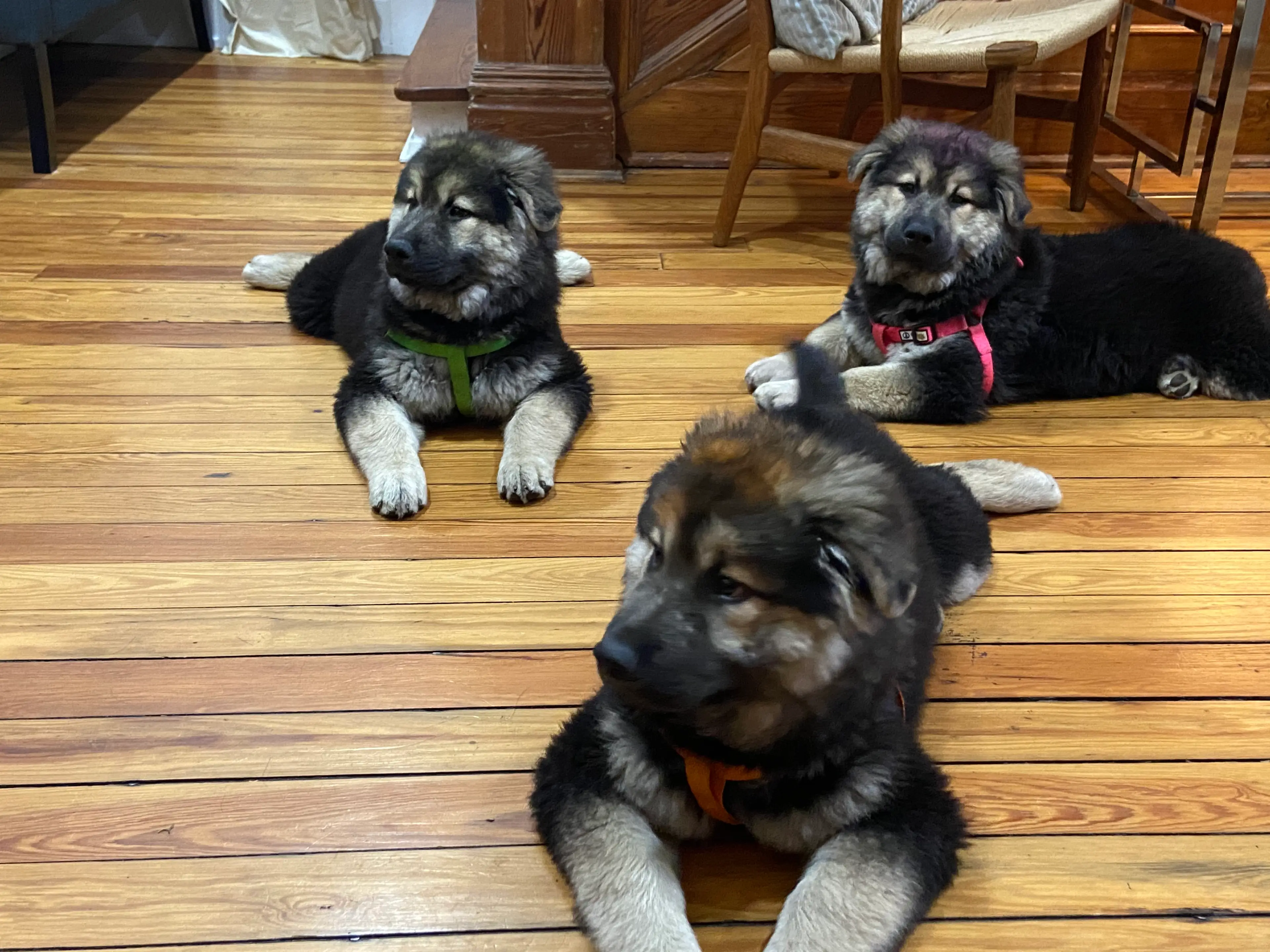 Francesca spent $50,000 cloning her dog.