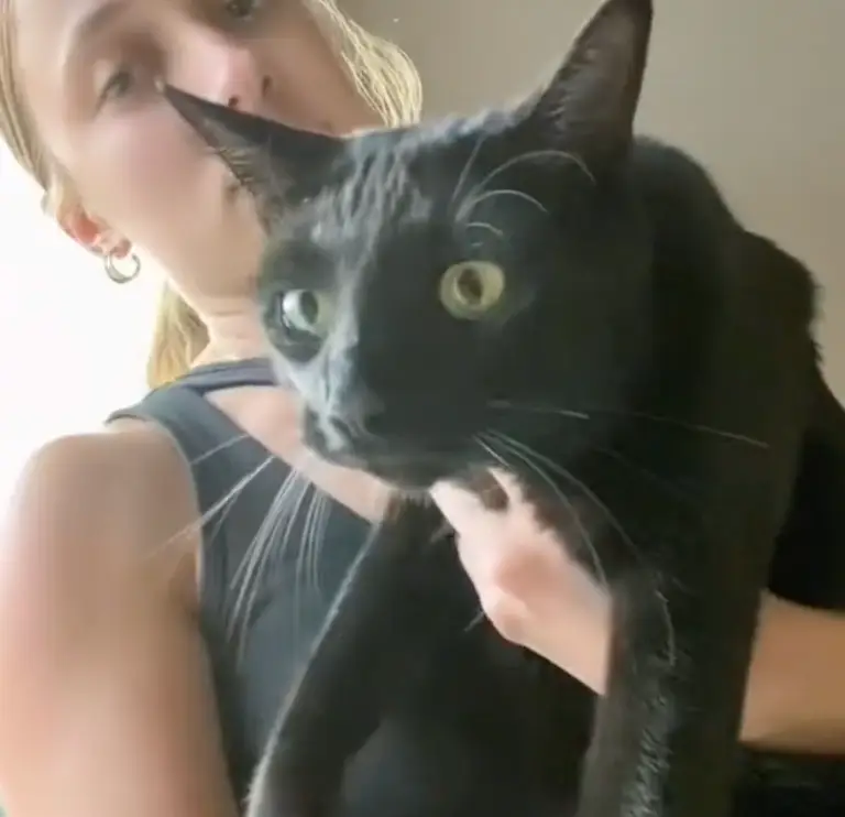 Voodoo the cat opened the door for Bailey.