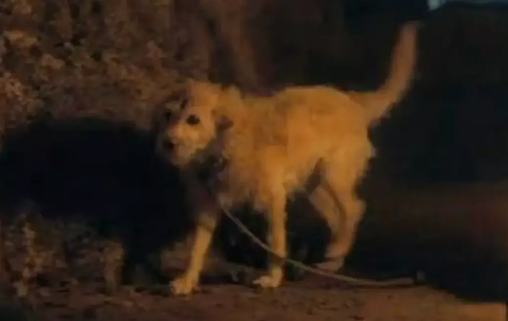 The poor kicked dog (HBO) 