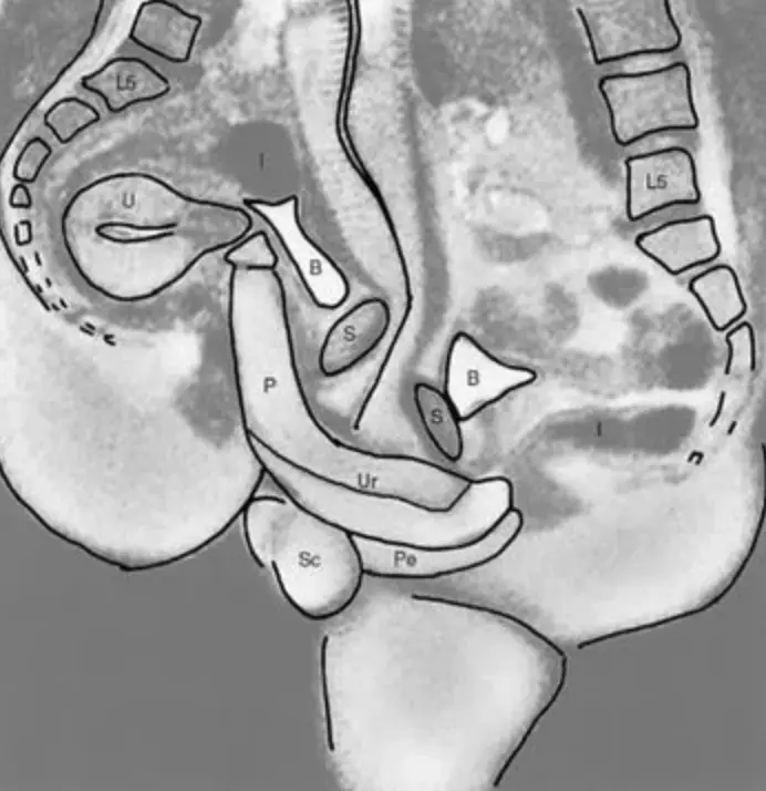 The black and white images also come with a handy key for identifying what body part is where. (The BMJ)