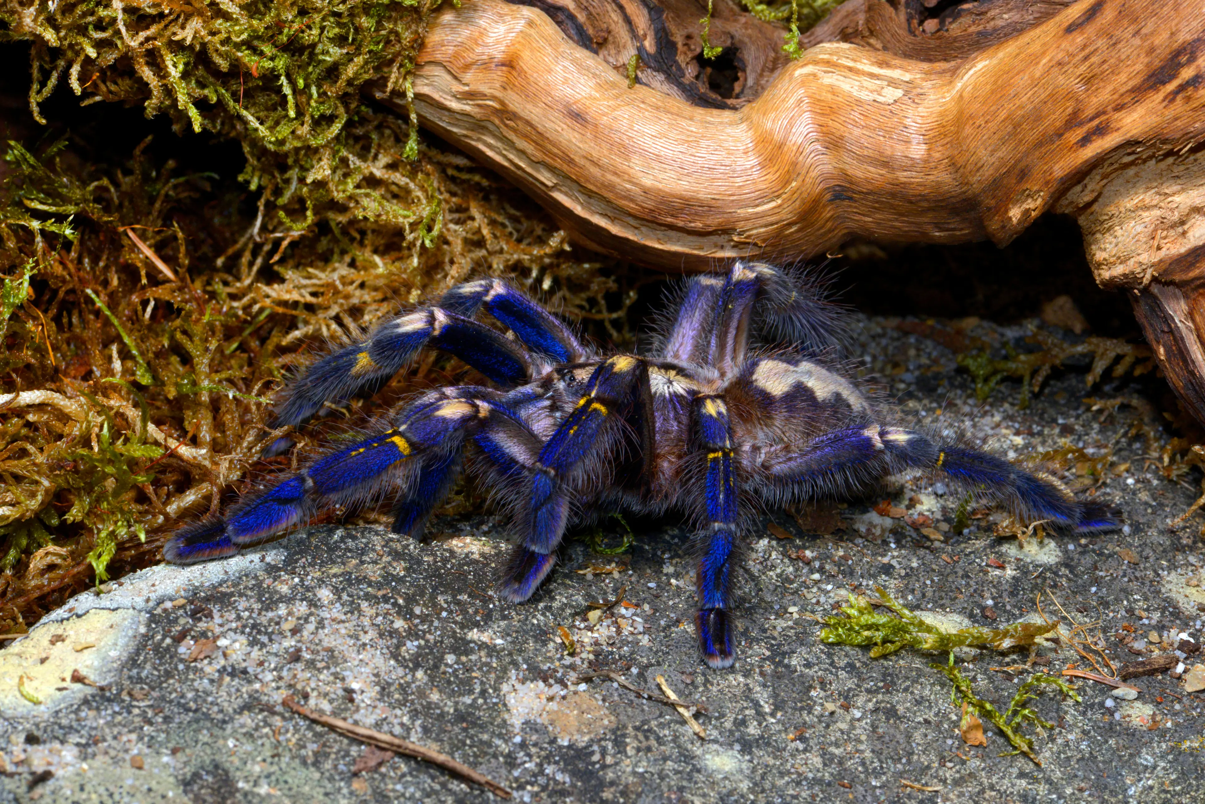 Peacock tarantulas are an endangered species.