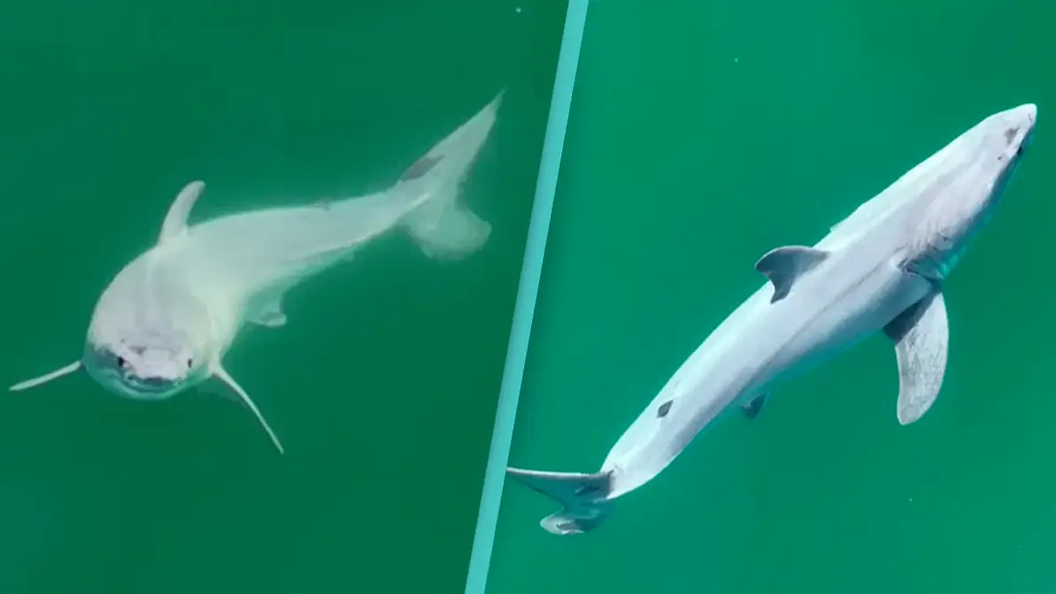 SWNS / Carlos Gauna/The Malibu Artist