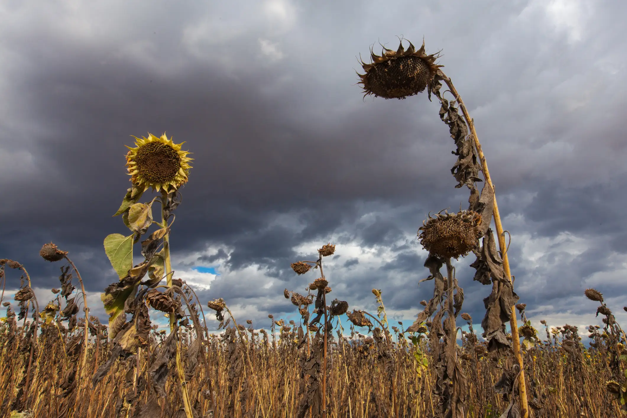 It could be hotter than ever seen before (Getty Stock)