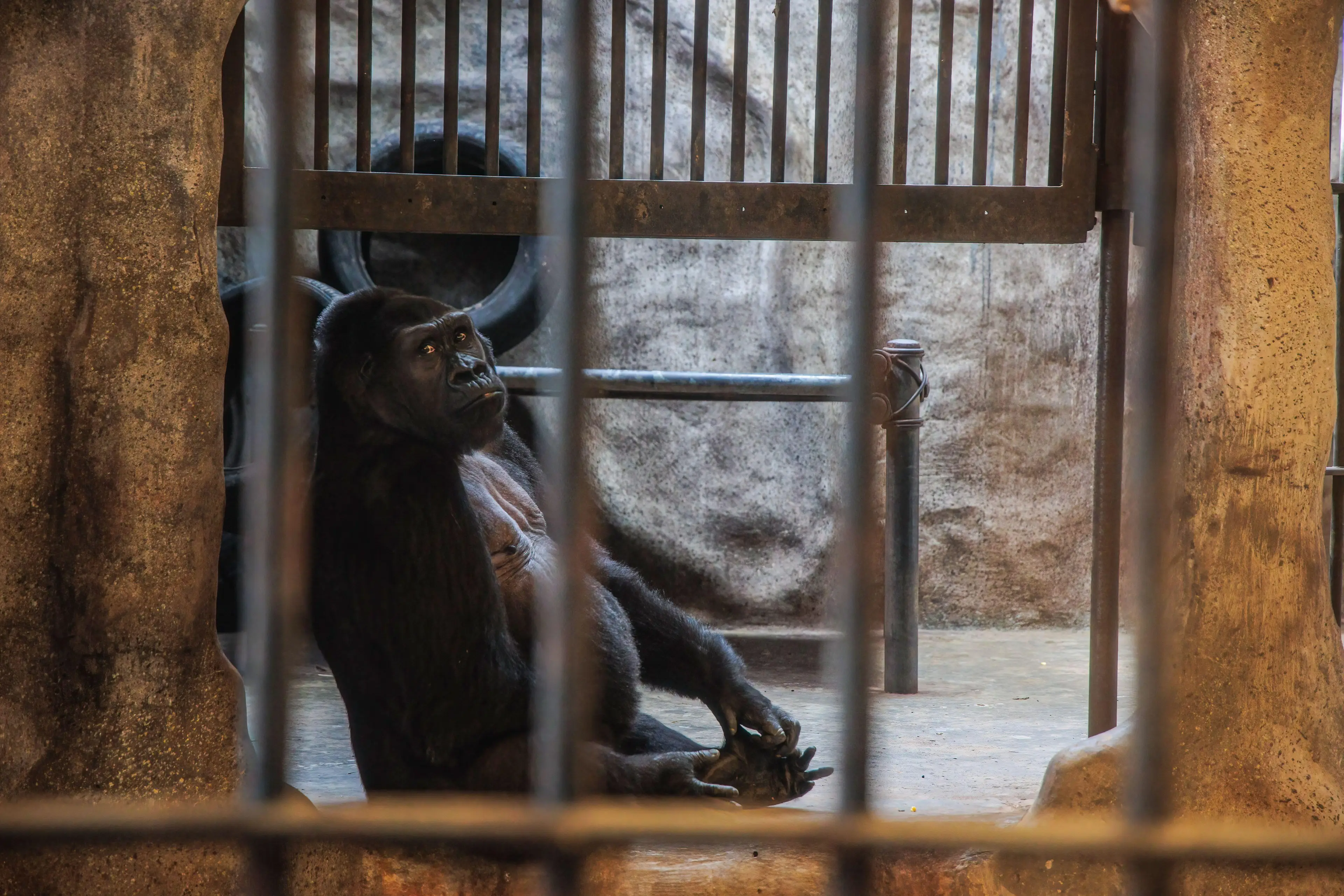 Many groups and celebrates have tried to get him out.