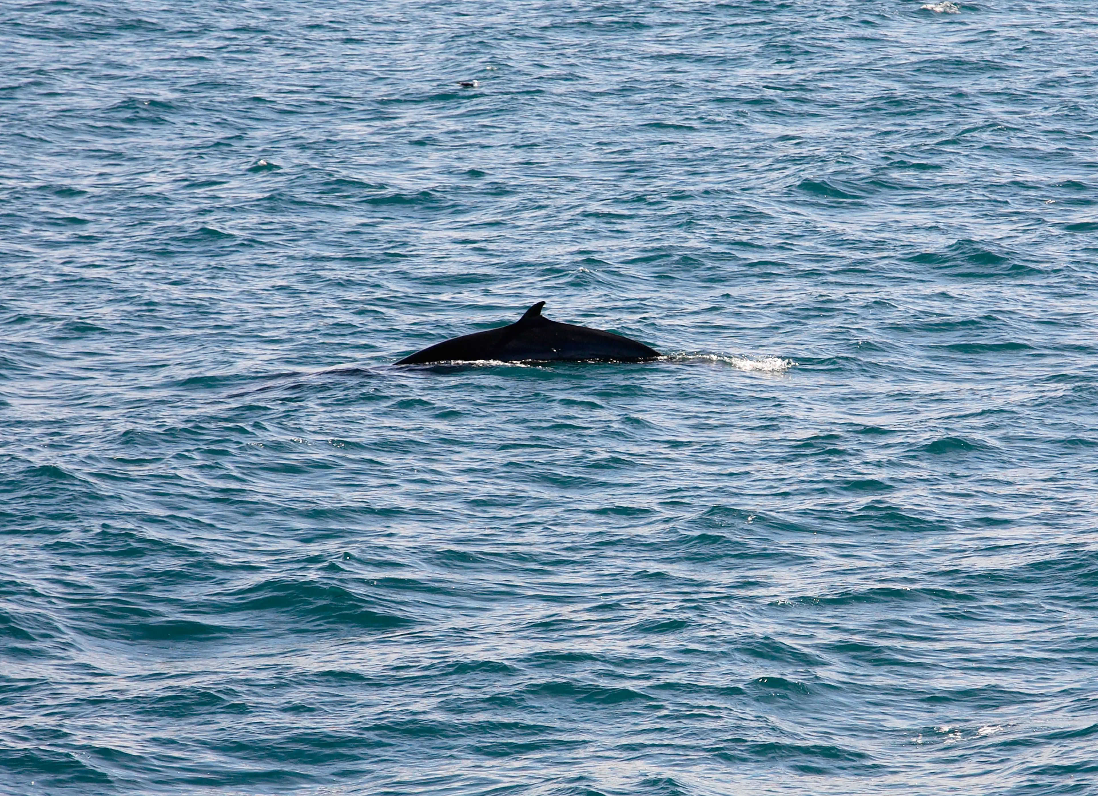 Quotas for whaling include fin whales and minke whales.