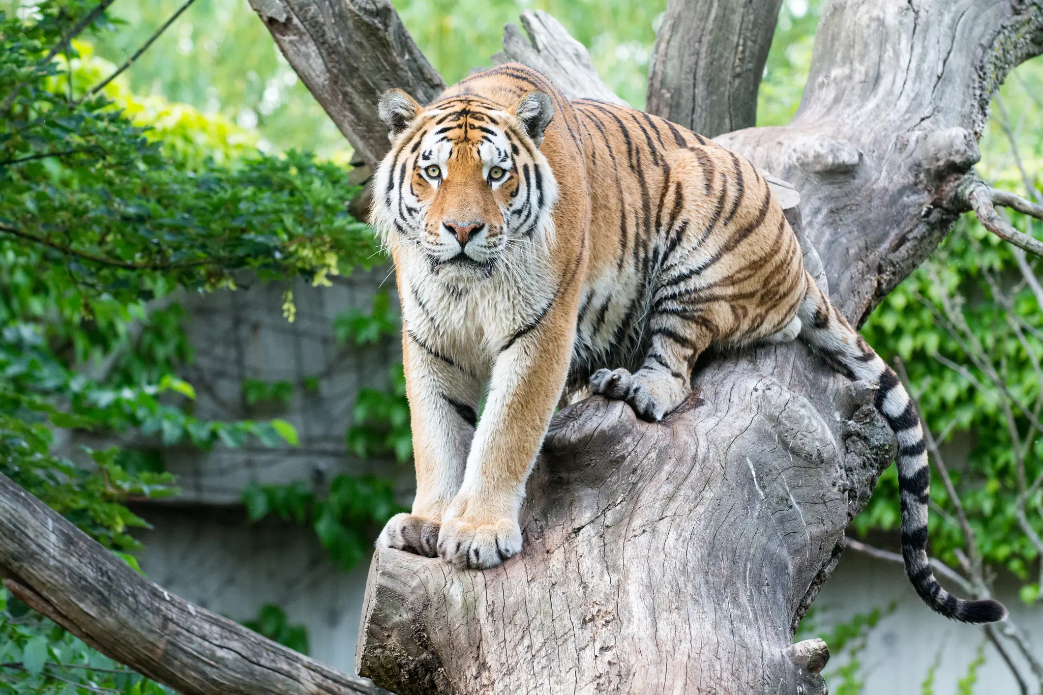 The tiger will not be euthanized following the attack (Getty Stock)