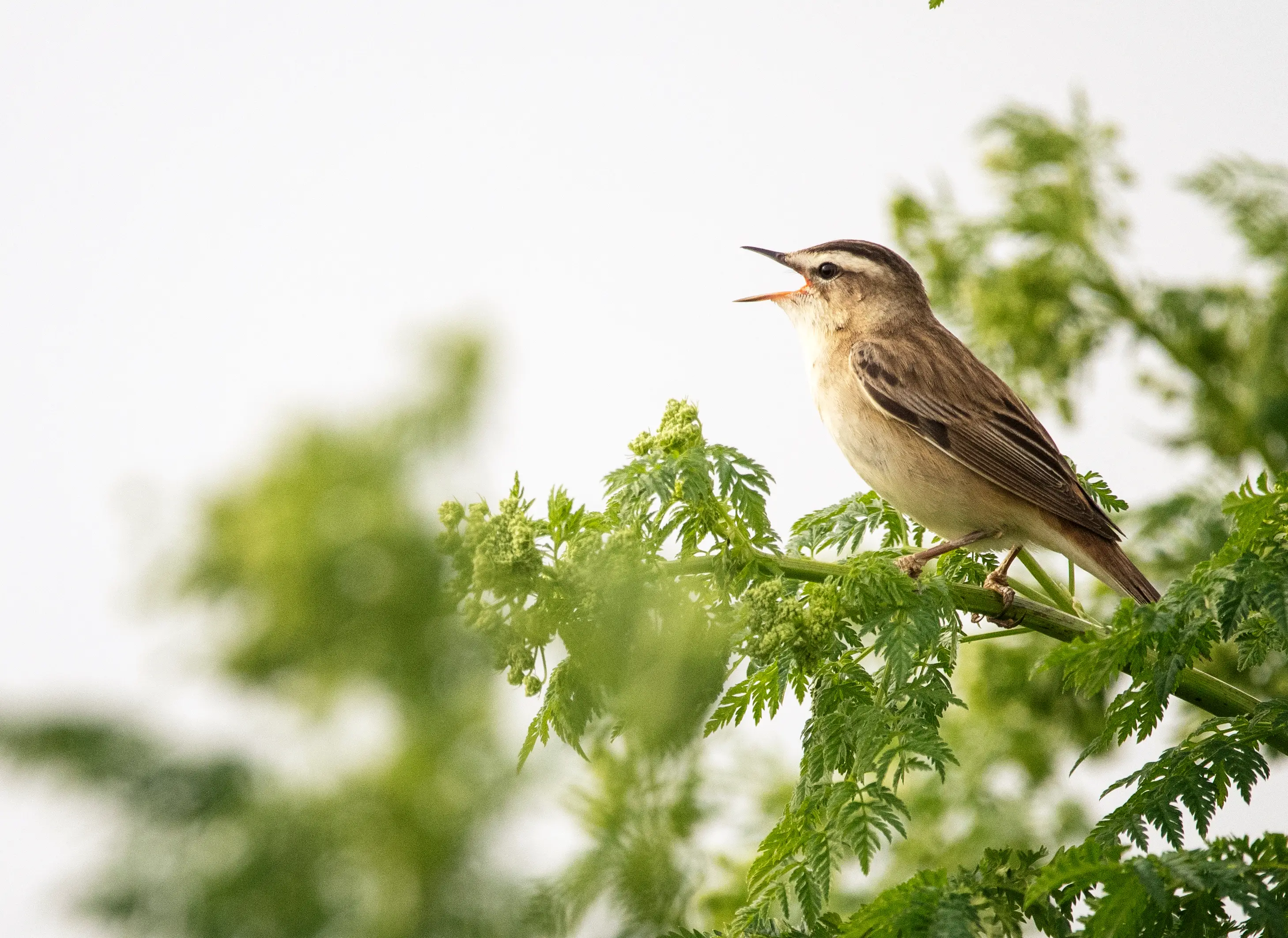When translated to audio, chorus waves resemble the sound of a bird chirping (Getty Stock Image)