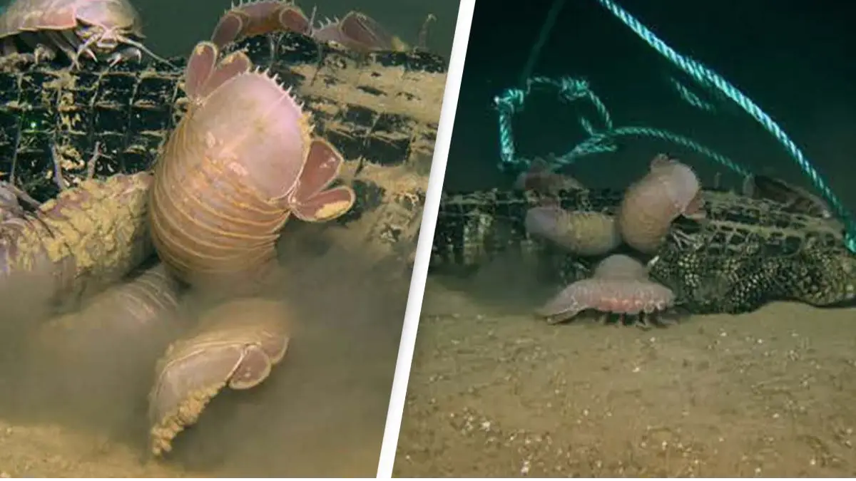 Scientists discover new bone-eating creature after dropping dead alligators into deep sea floor
