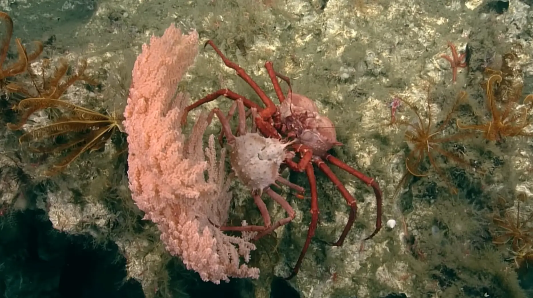 Scientists found that the volcano was teaming with marine life.