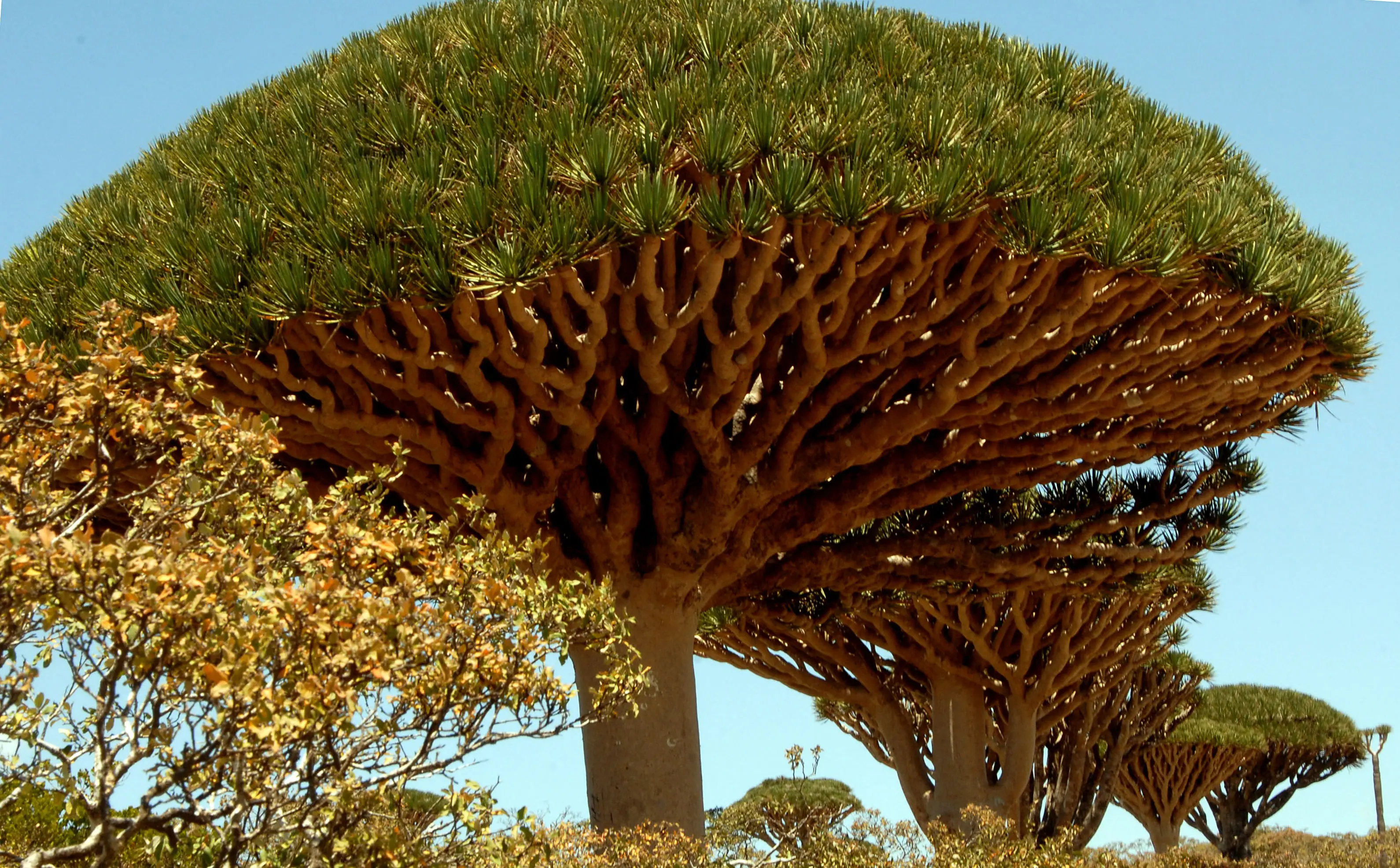 Socotra is famous for its dragon blood trees. (KHALED FAZAA/AFP via Getty Images)