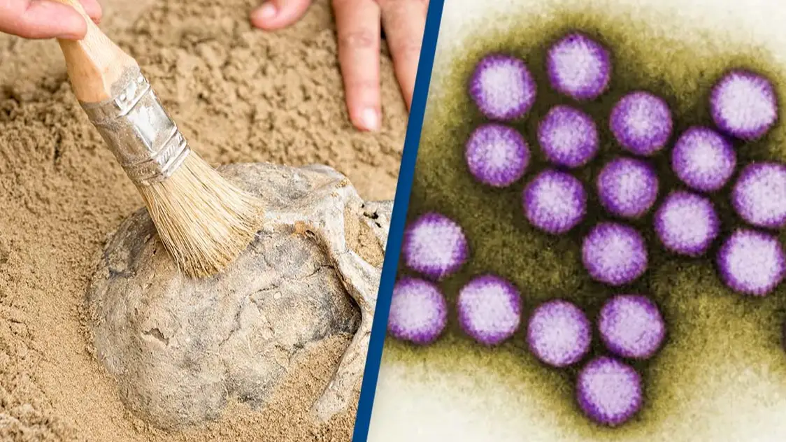 Getty Stock Images / CDC/Dr. G. William Gary, Jr./Public Domain