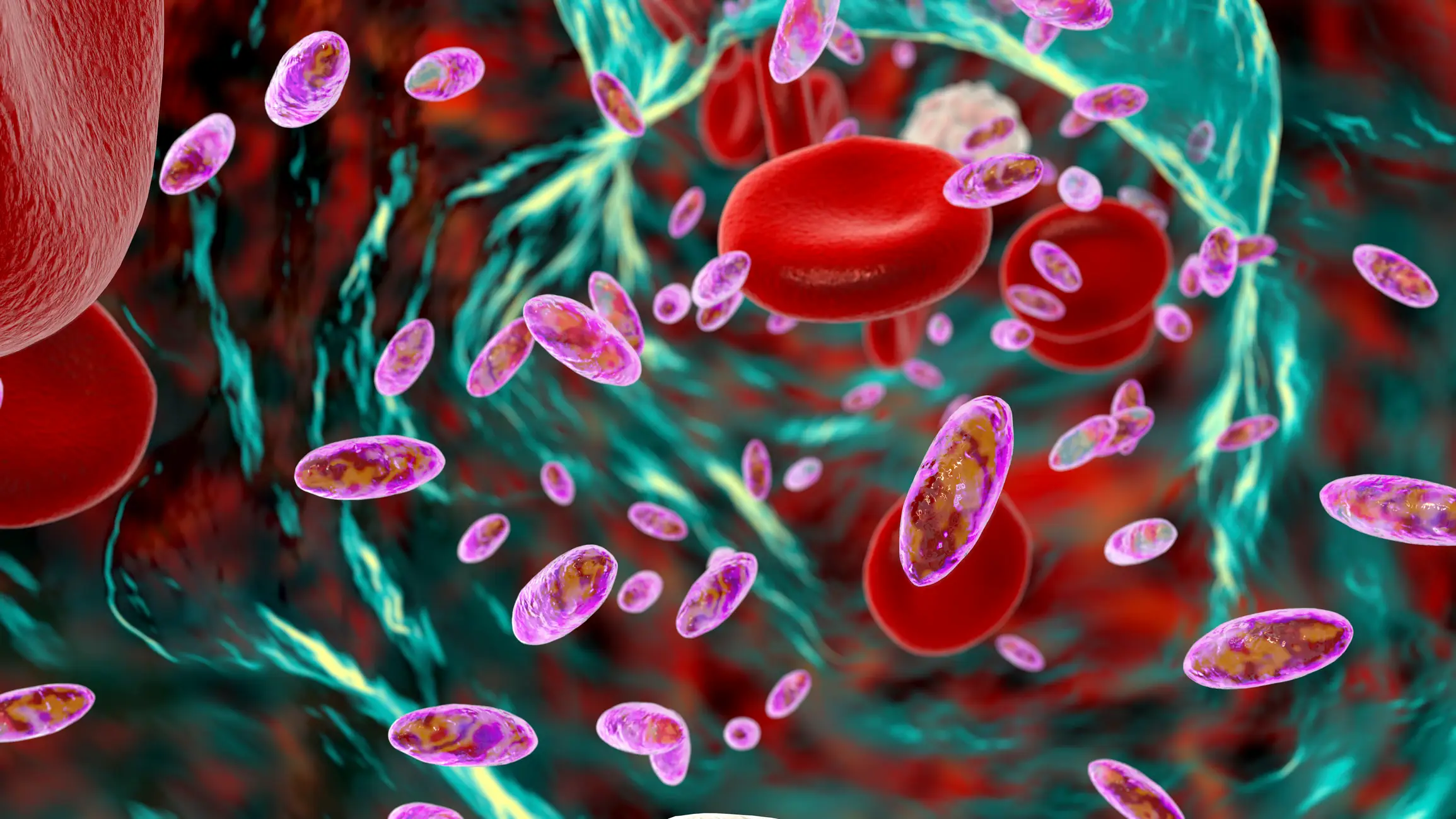 Bacteria entering your bloodstream will trigger sepsis and lead to organ failure untreated (Getty Stock Image)